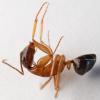 Camponotus pilicornis